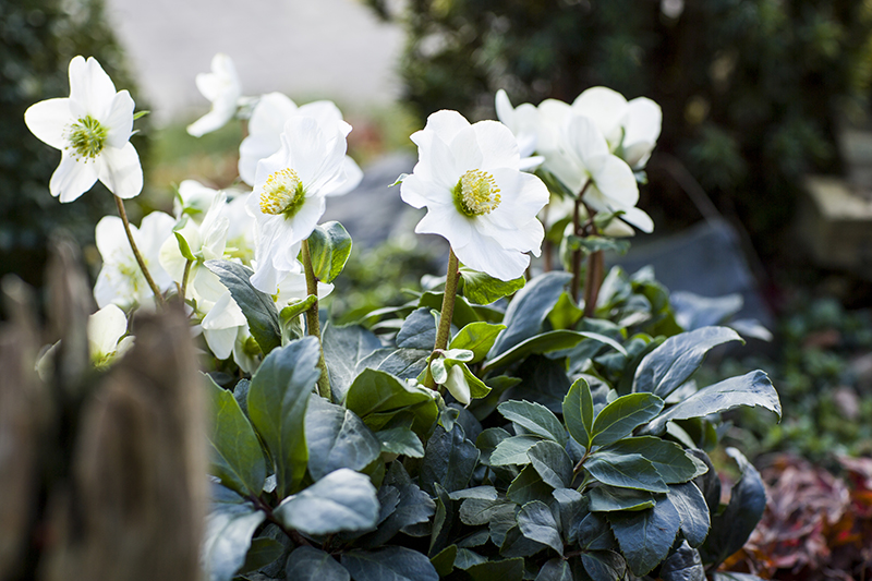 Helleborus (Christmas Carol)
