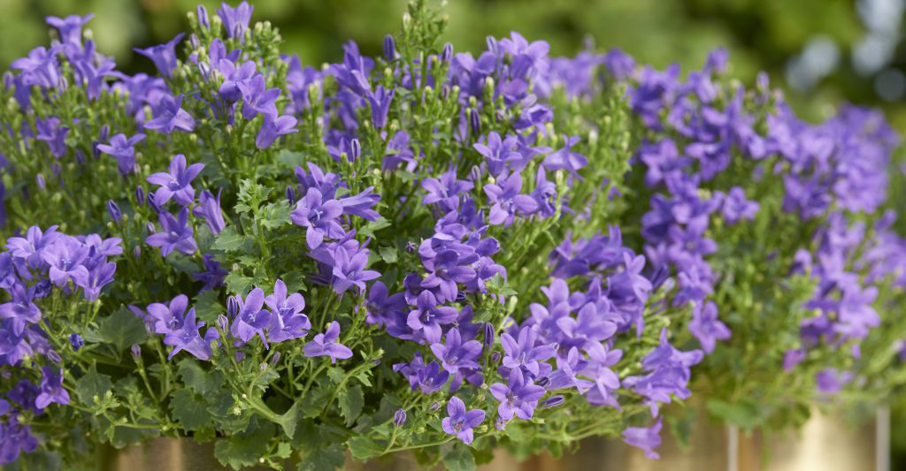 Campanula