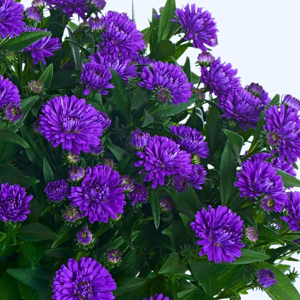 Aster (Showmaker)