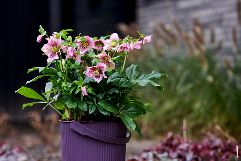 Helleborus Orientalis